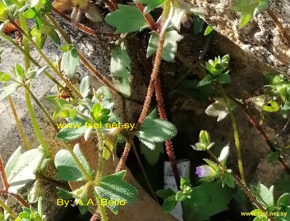 Campanula erinus  L.